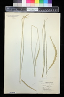 Leymus triticoides image