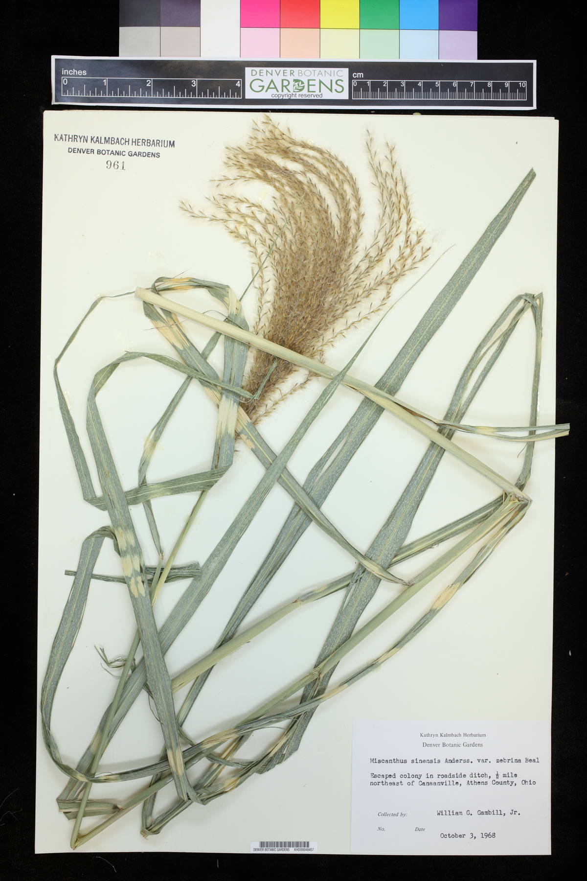 Miscanthus sinensis var. zebrinus image