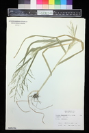 Panicum dichotomiflorum image