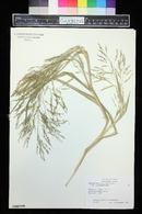 Panicum dichotomiflorum var. dichotomiflorum image