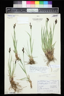 Carex raynoldsii image