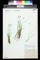 Carex echinata image