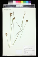 Juncus longistylis image