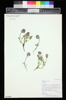 Trifolium parryi var. parryi image
