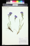 Polemonium viscosum image