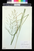 Panicum virgatum image