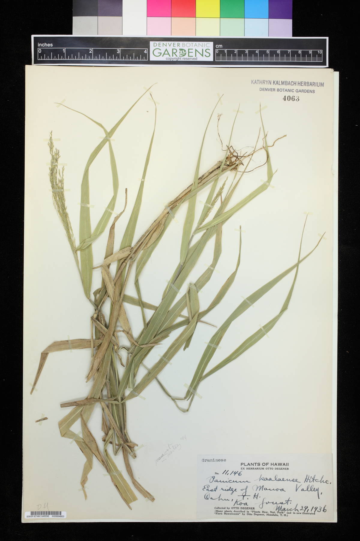 Panicum nephelophilum image