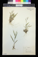 Panicum meridionale image