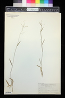 Panicum patentifolium image