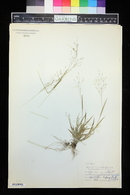 Panicum philadelphicum image