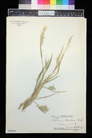 Panicum torridum image