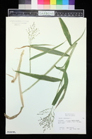 Panicum clandestinum image