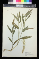 Image of Paspalum elegans