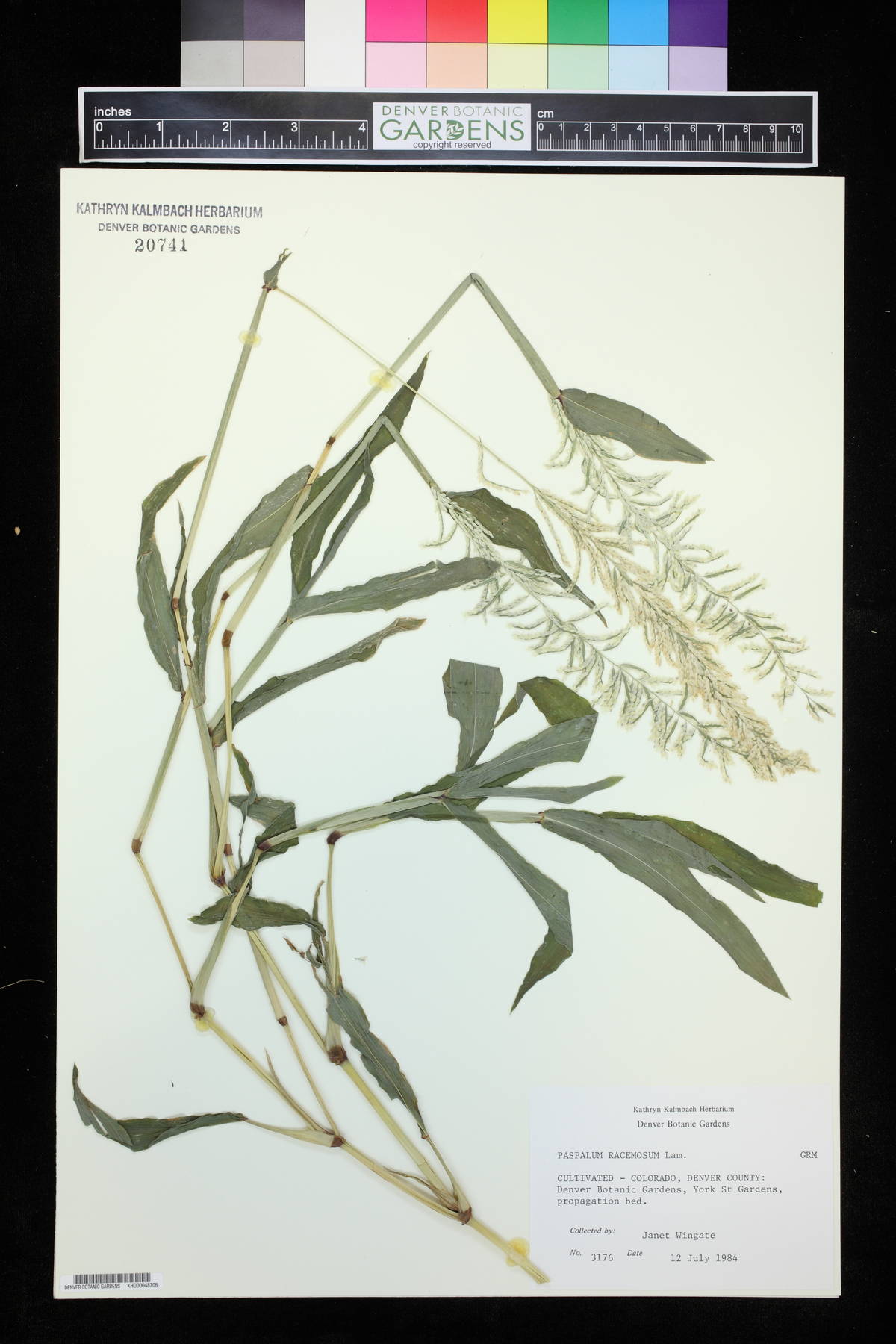 Paspalum racemosum image