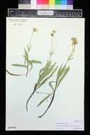 Arnica longifolia image