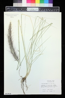 Pennisetum setaceum image