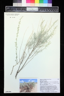 Artemisia filifolia image