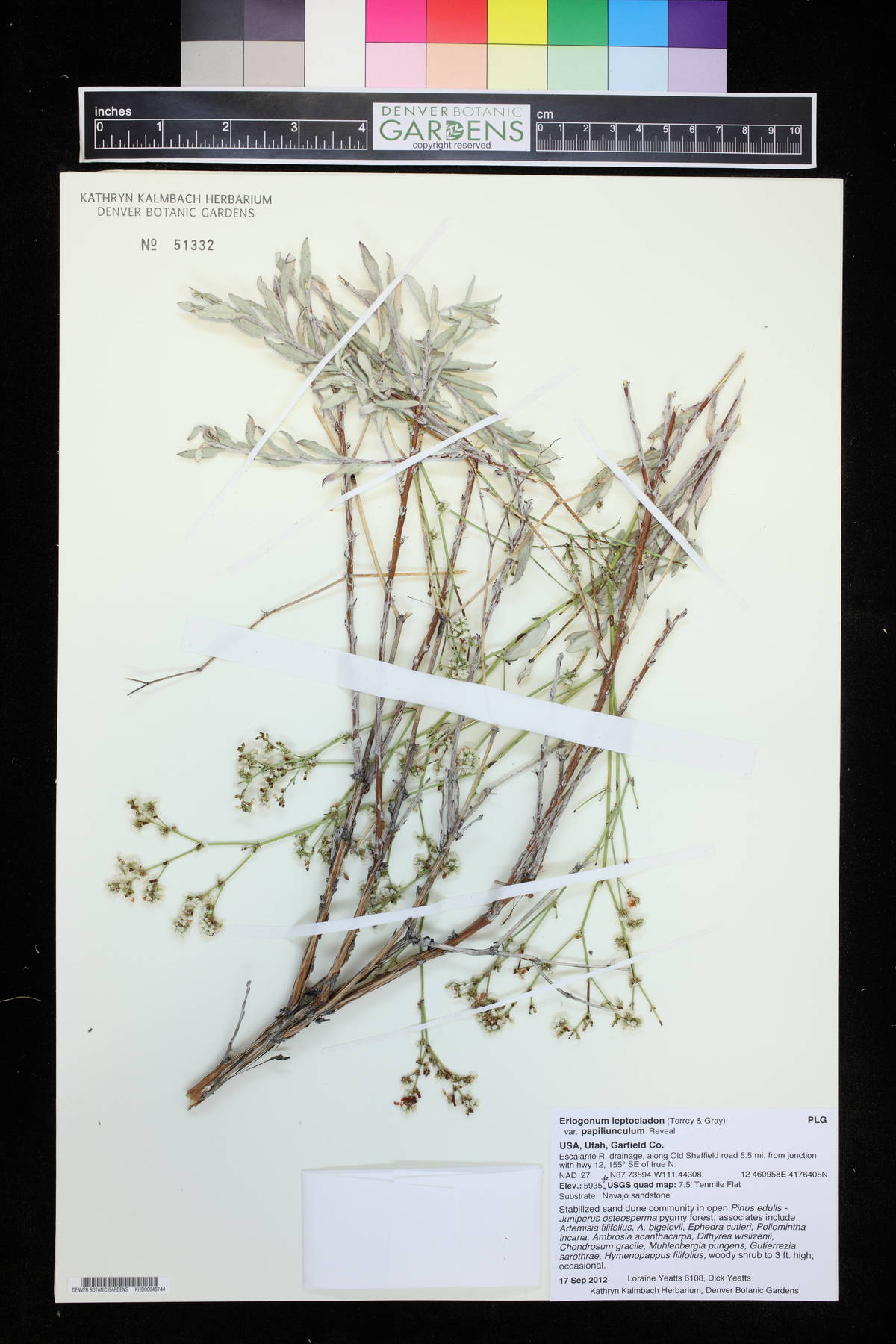 Eriogonum leptocladon var. papiliunculum image