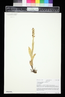 Limnorchis dilatata subsp. albiflora image