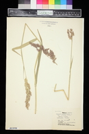 Phalaris arundinacea image