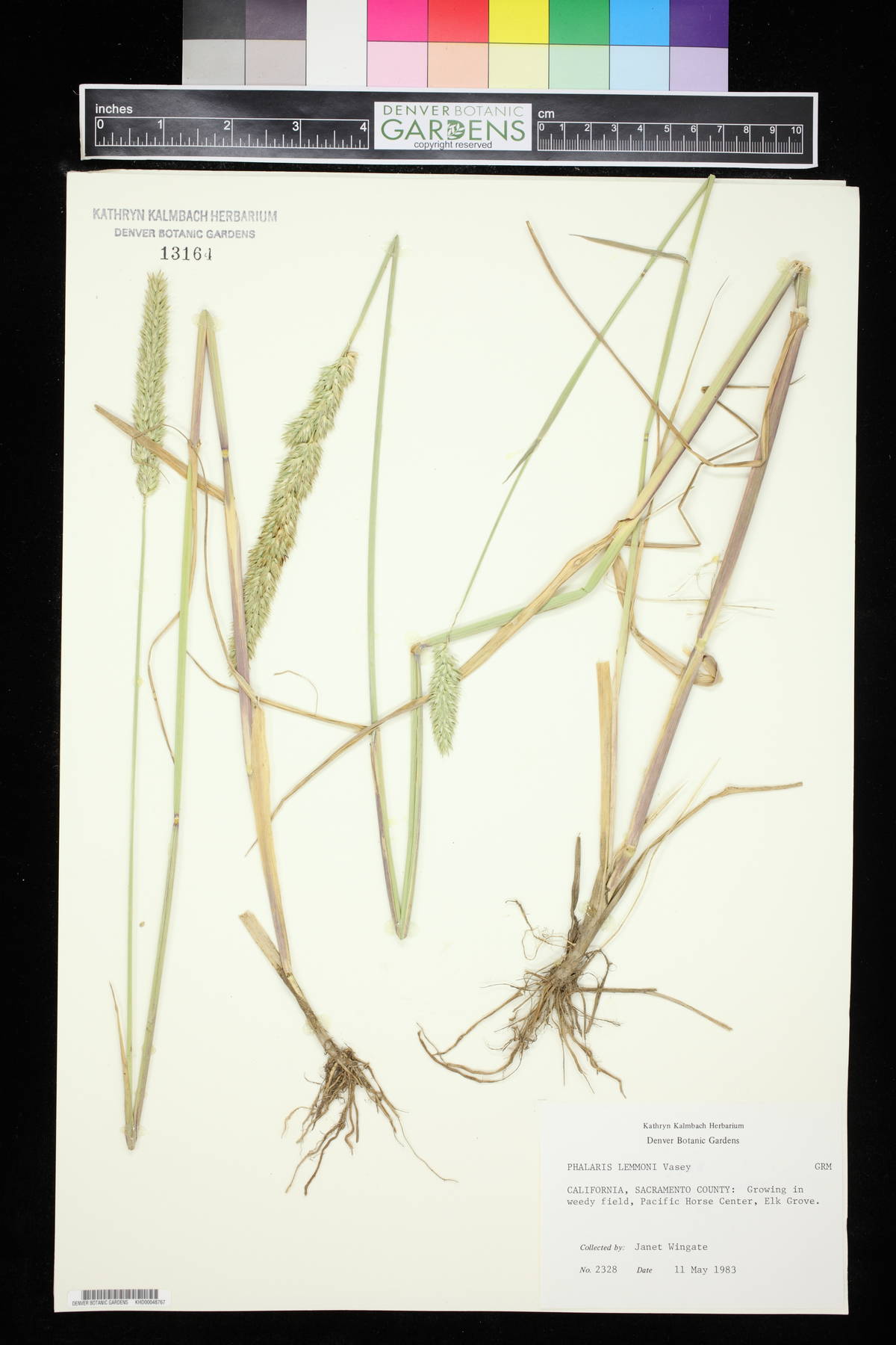 Phalaris lemmonii image