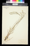 Phleum phleoides image
