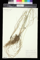 Image of Piptatherum caerulescens