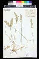 Poa arachnifera image