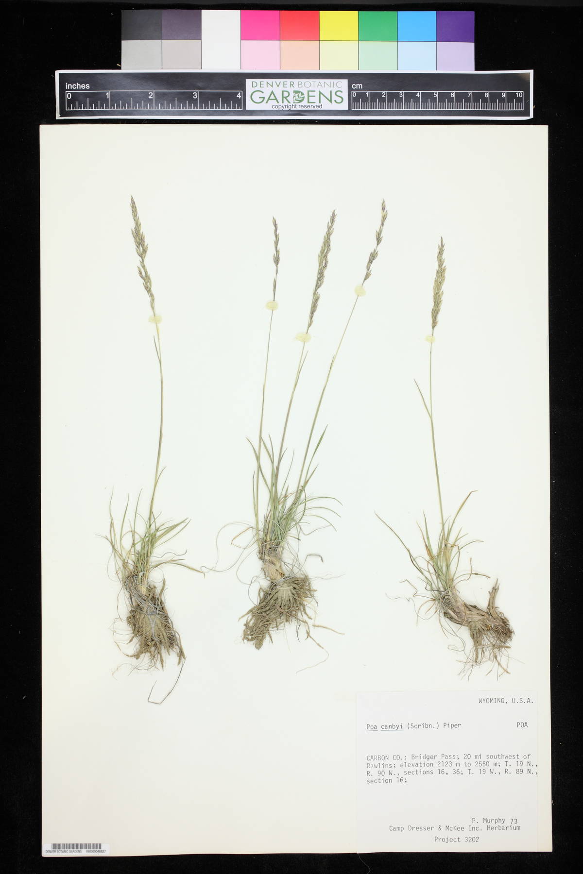 Poa secunda var. secunda image