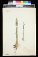 Vulpia octoflora var. hirtella image