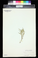 Collomia linearis image