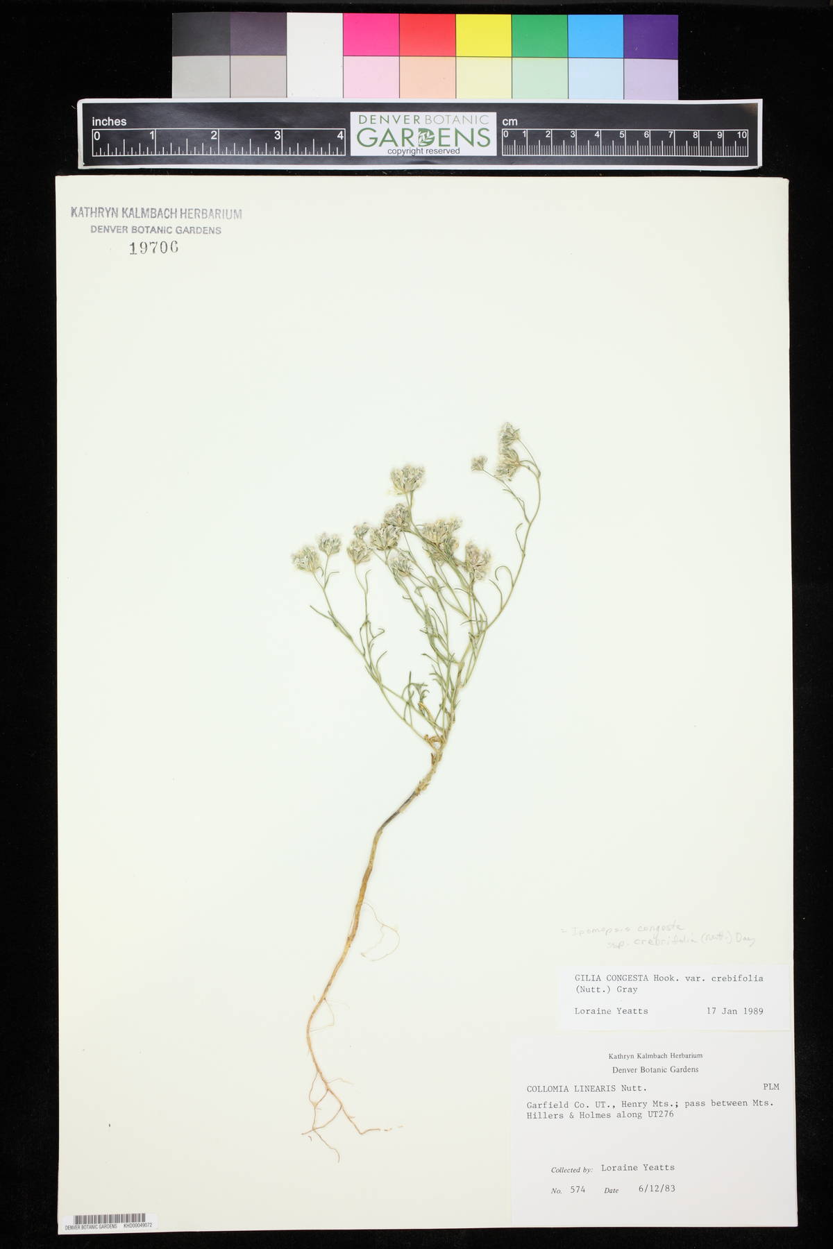 Gilia crebrifolia image