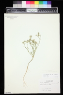 Gilia crebrifolia image