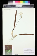 Prosthechea rhynchophora image