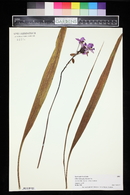 Spathoglottis plicata image