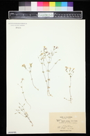 Linanthus ambiguus image