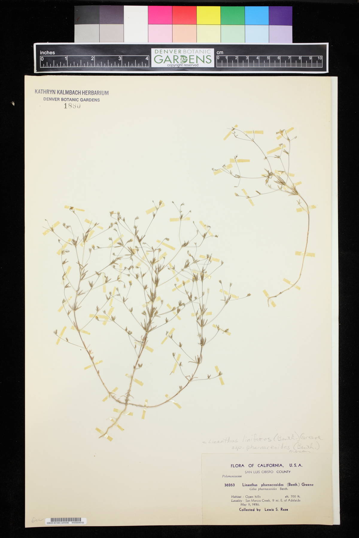 Linanthus pharnaceoides image