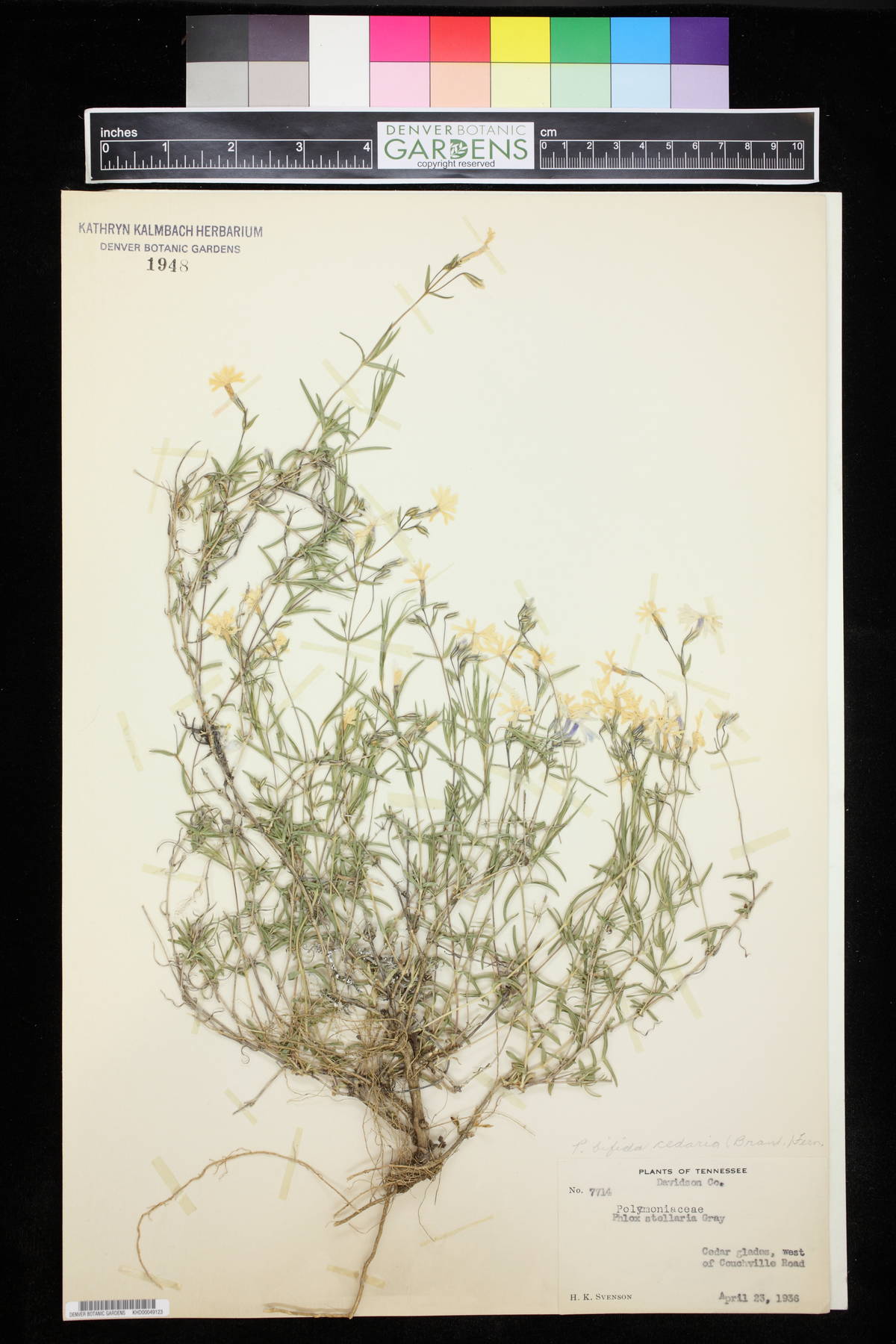 Phlox stellaria image