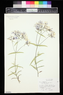 Phlox divaricata subsp. laphamii image