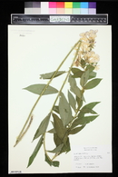 Phlox paniculata image