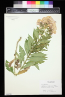 Phlox paniculata image