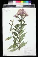 Phlox paniculata image