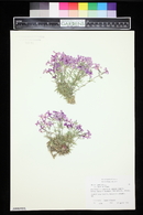 Phlox subulata image