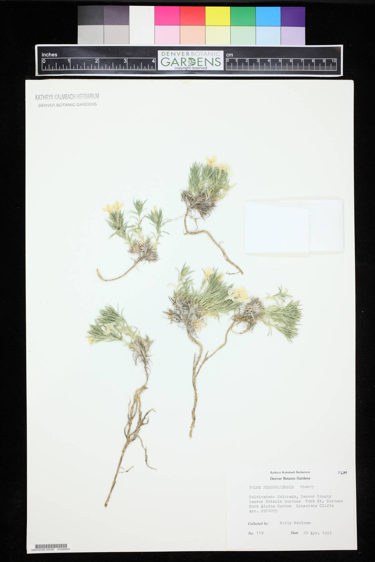 Phlox missoulensis image