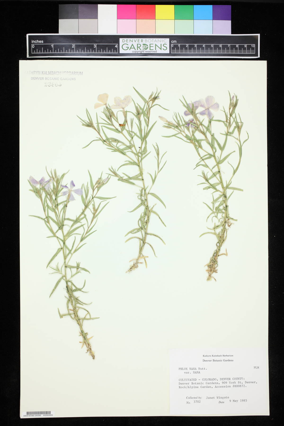 Phlox nana subsp. nana image