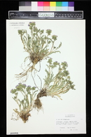 Polemonium boreale image