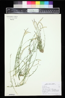 Polygala alba image