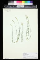 Polygala alba image