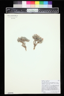 Eriogonum bicolor image