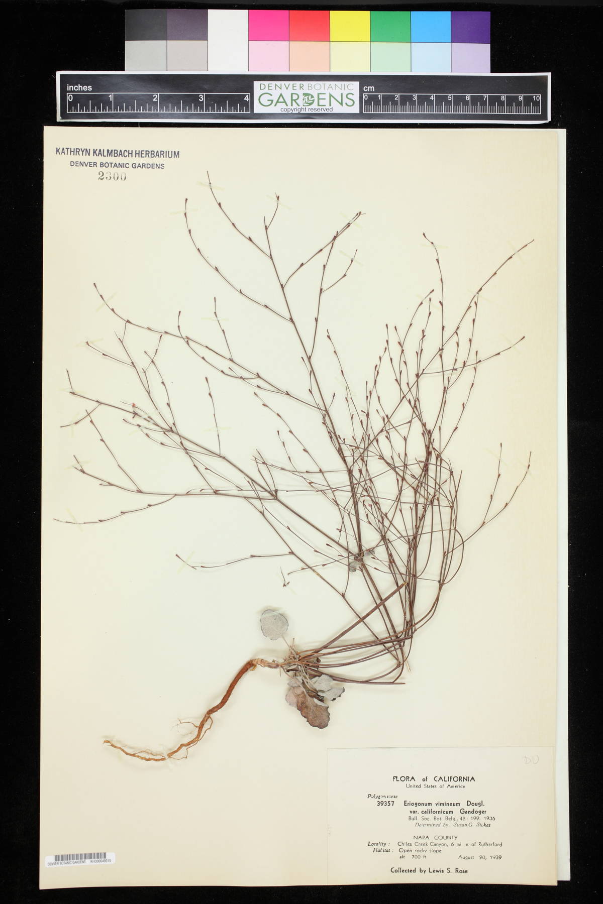 Eriogonum vimineum var. californicum image